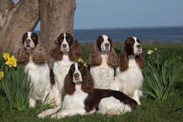 Bench English Springer Spaniel