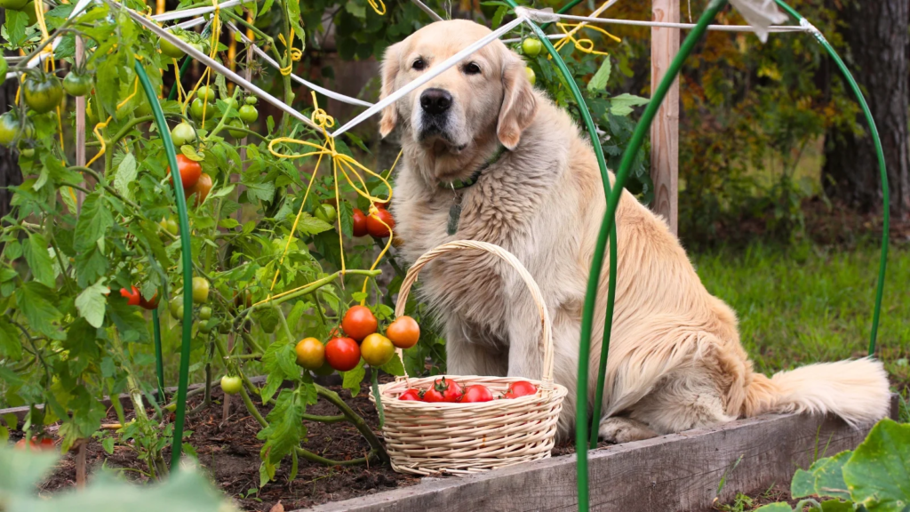 Can Dogs Eat Tomatoes?