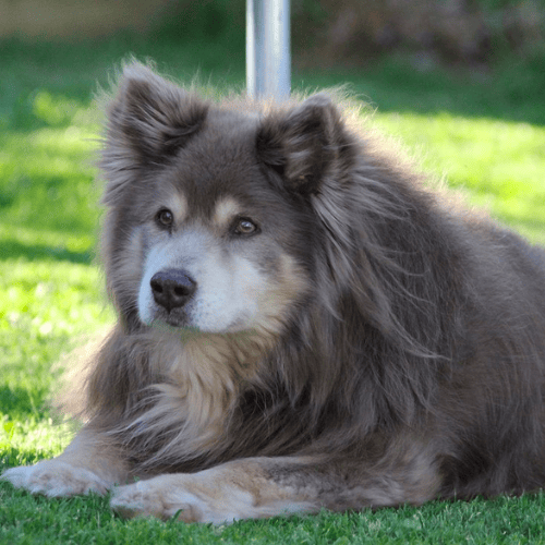 Grey Breed Dogs