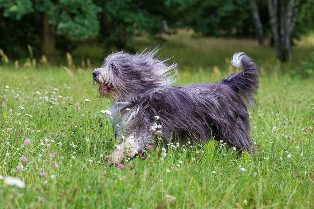 Grey Breed Dogs