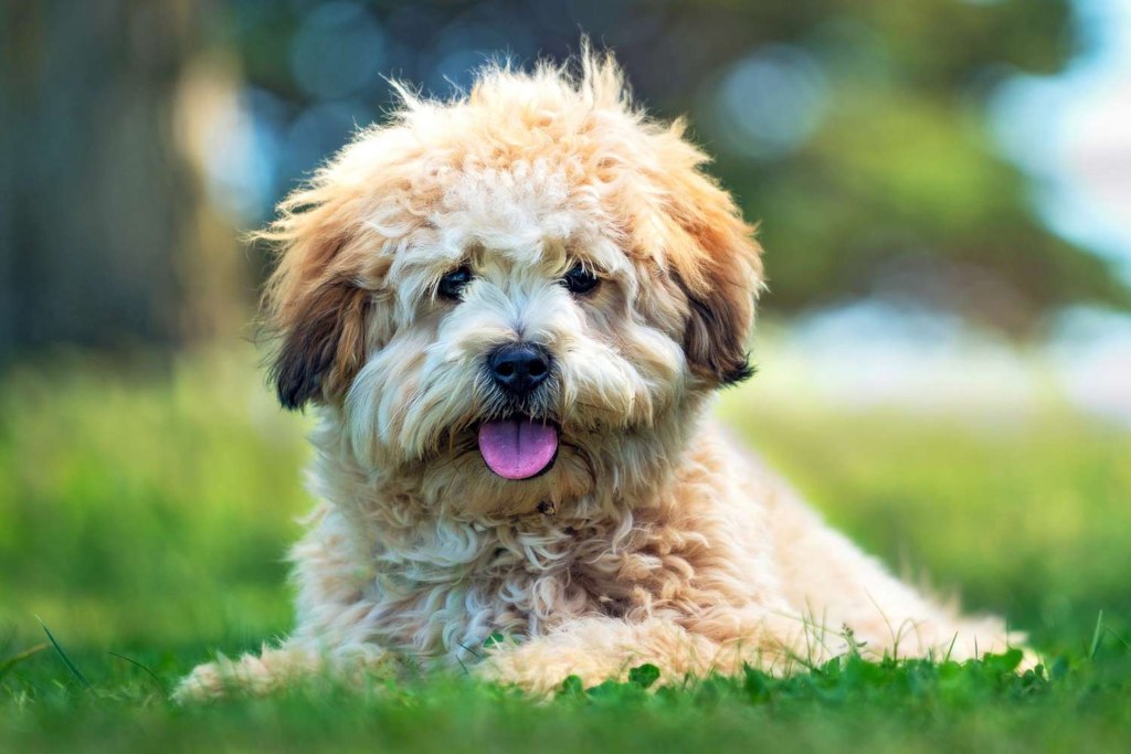 Shih Tzu Mix Breeds