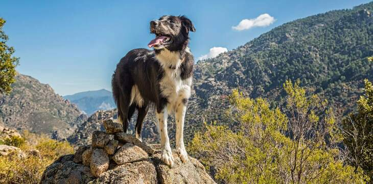 Best Hiking Dogs