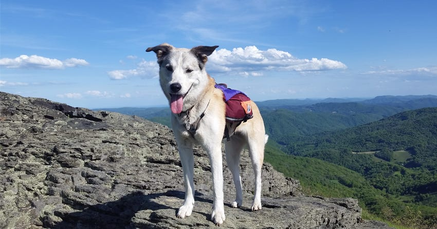 Best Hiking Dogs