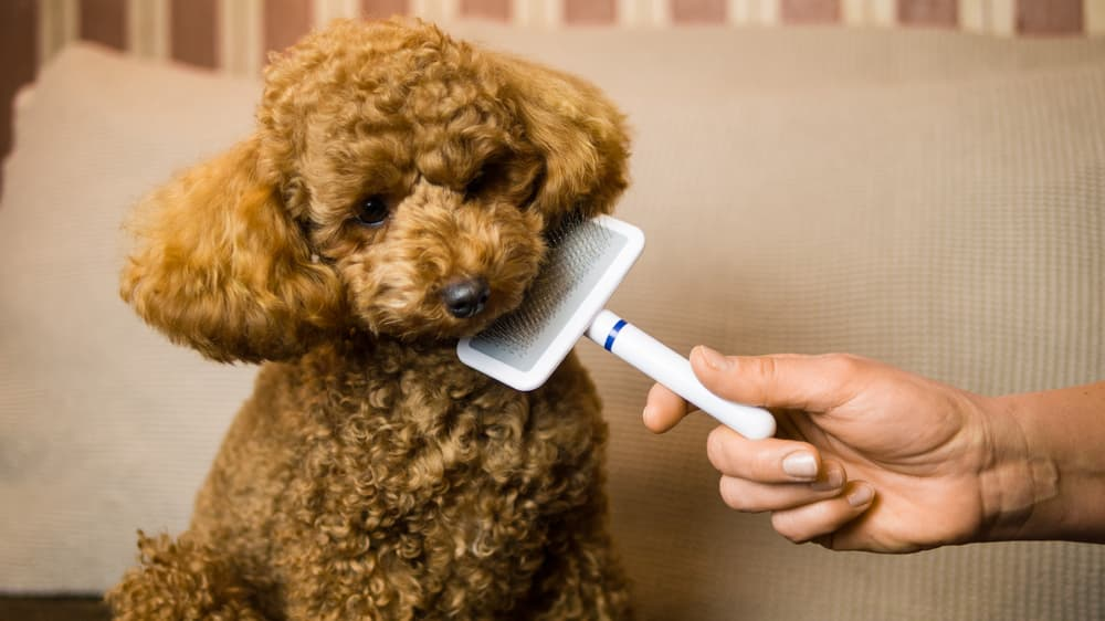 Best Brush For Poodles