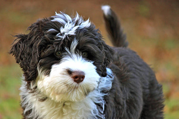 Portuguese Water Dog