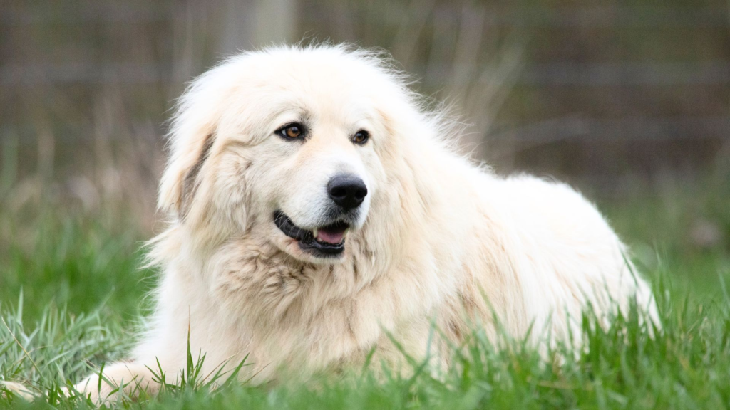 Great Pyrenees Behavior Problems