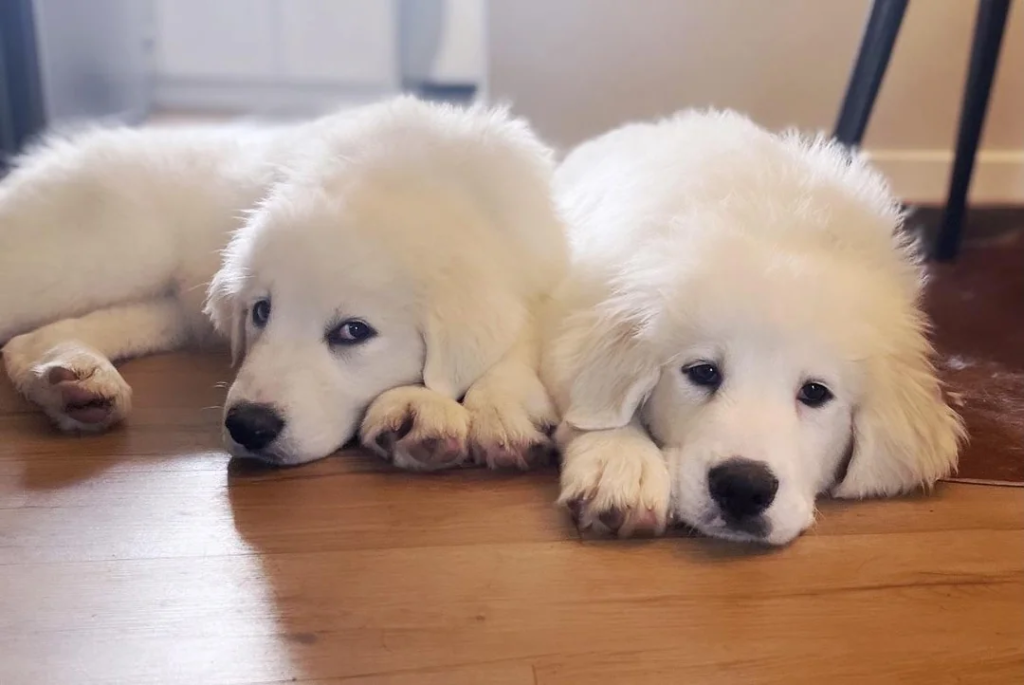 Great Pyrenees Behavior Problems