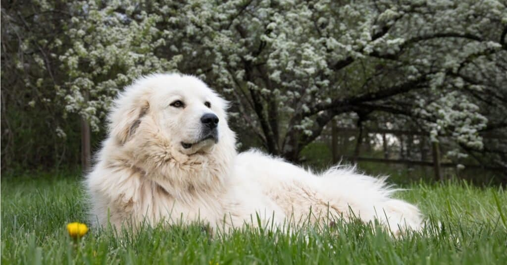 Great Pyrenees Behavior Problems