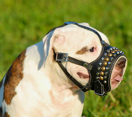 Bulldog Muzzle