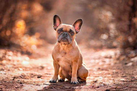 Sable French Bulldog