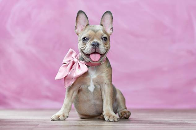 Sable French Bulldog