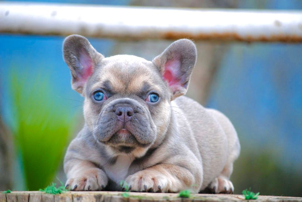 Sable French Bulldog