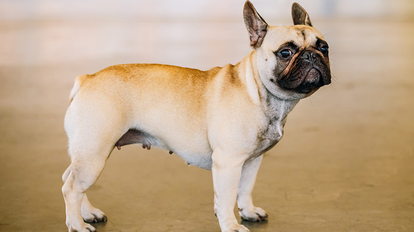 Do French Bulldogs Have Tails?