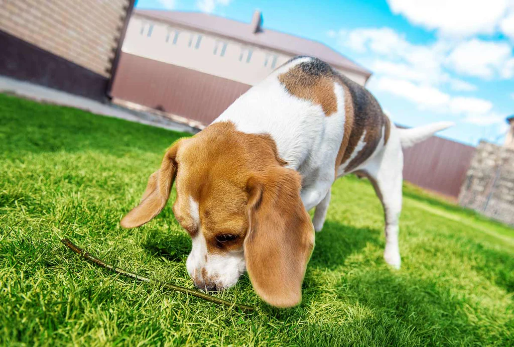 Why Do Dogs Eat Poop?