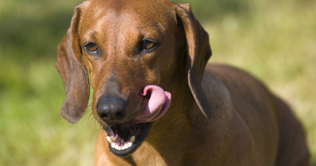 Why Do Dogs Eat Poop?