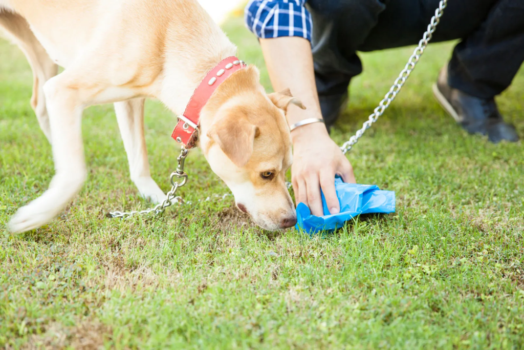 Why Do Dogs Eat Poop?