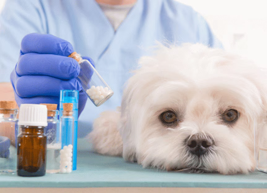 Amoxicillin For Dogs Without Vet Prescription