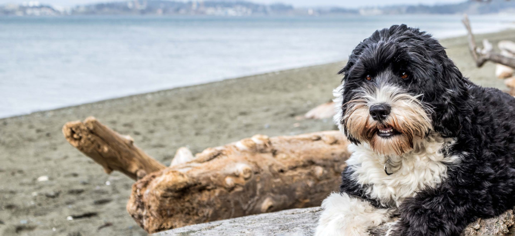 Portuguese Water Dog For Adoption