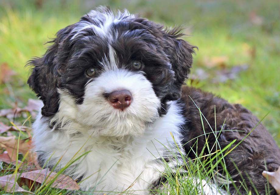 Portuguese Water Dog For Adoption