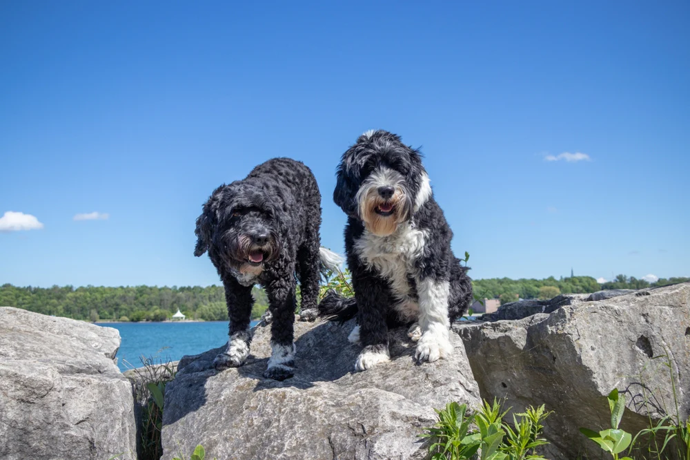 Portuguese Water Dog For Adoption