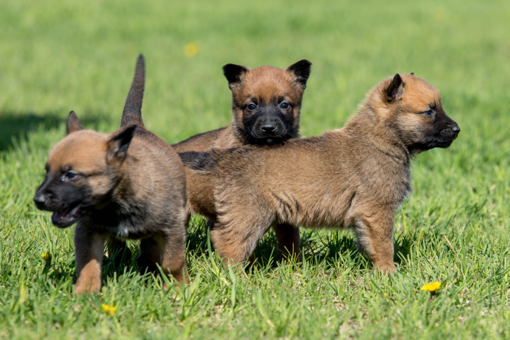 Malinois Breeders in Belgium