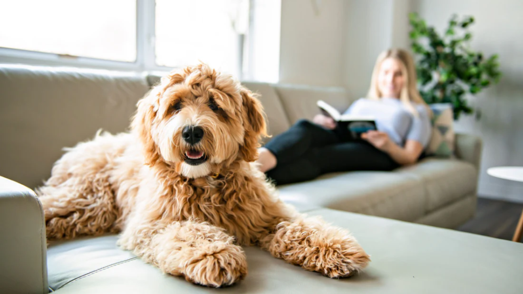 Best Food For Goldendoodle