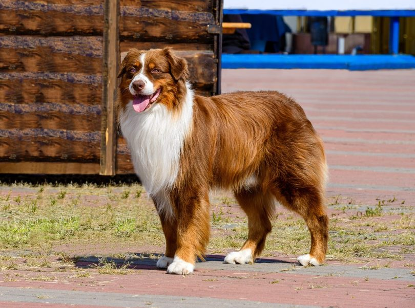 Red Border Collie