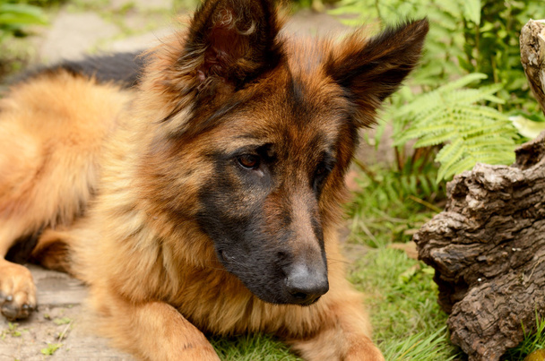 Black and Red German Shepherd