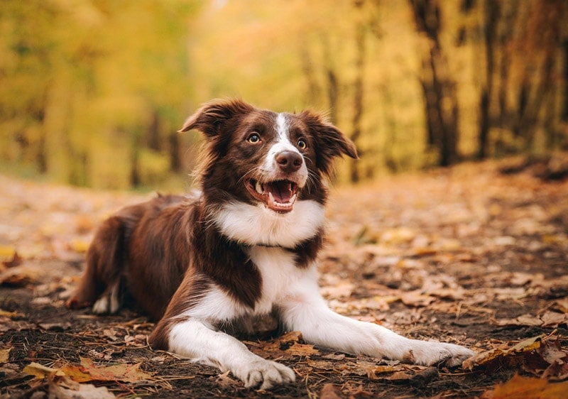 Red Border Collie