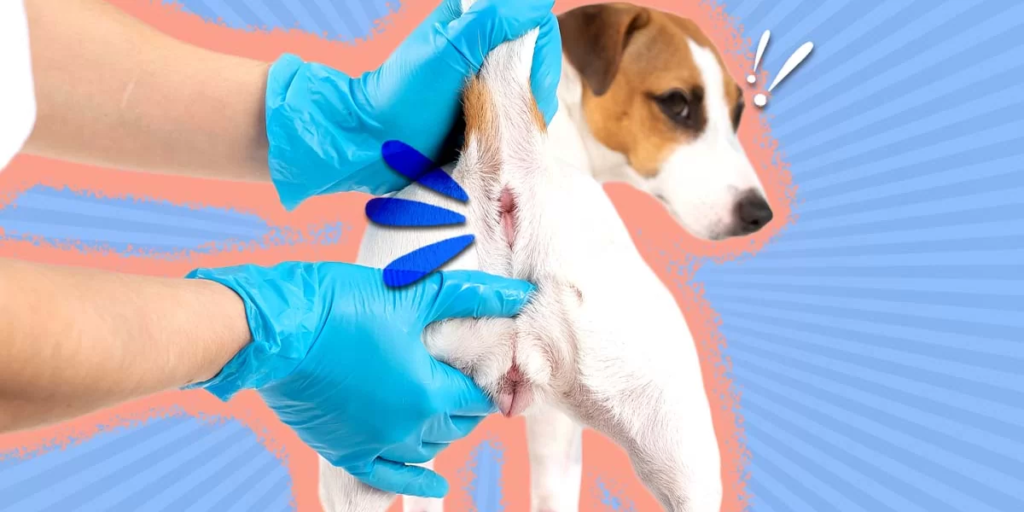 Dog Gland Removal Pros and Cons