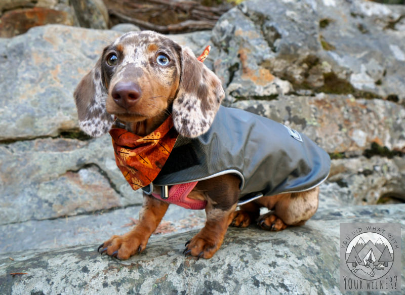 Coat For Dachshund