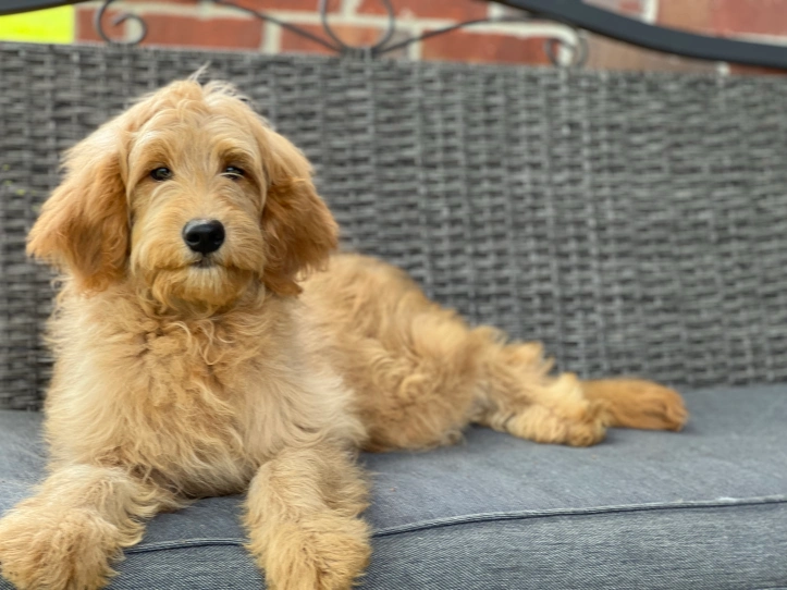 Medium Goldendoodle