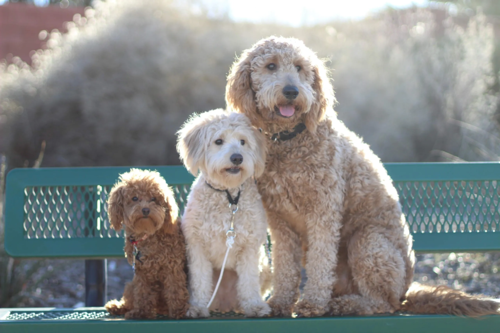 Medium Goldendoodle