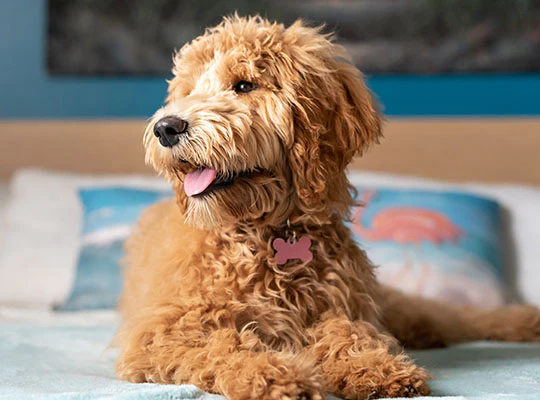 Medium Goldendoodle