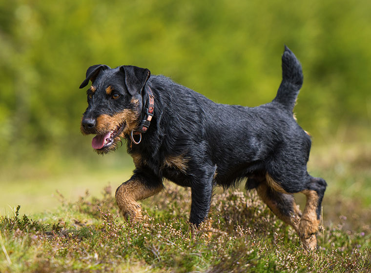 Deutscher Jagdterrier