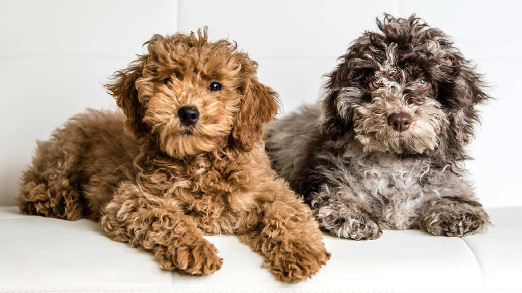 Mini Goldendoodle Price