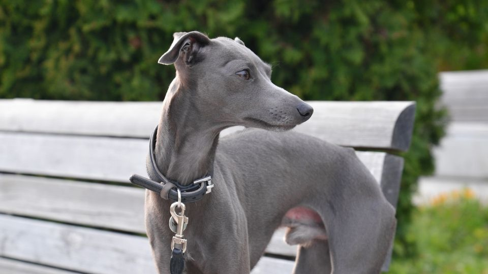 Italian Greyhound Colors