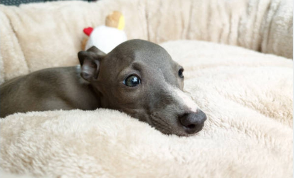 Italian Greyhound Colors