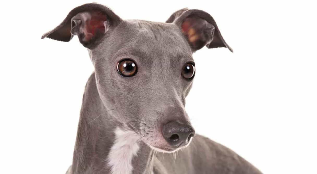 Italian Greyhound Colors