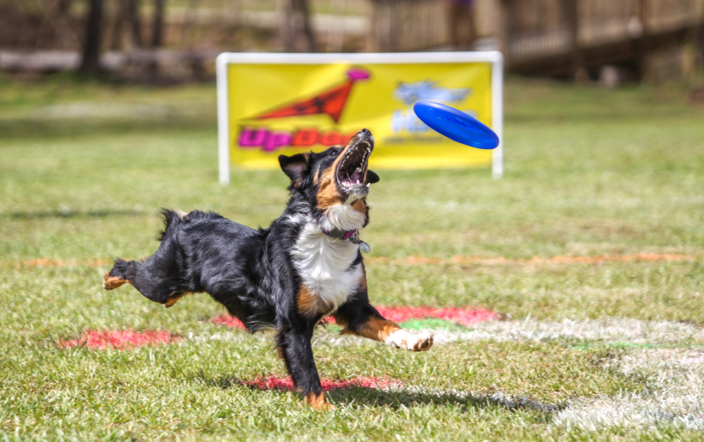 Flying Disc Dog