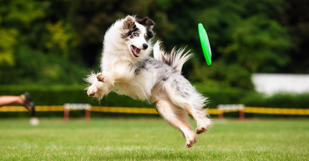 Flying Disc Dog