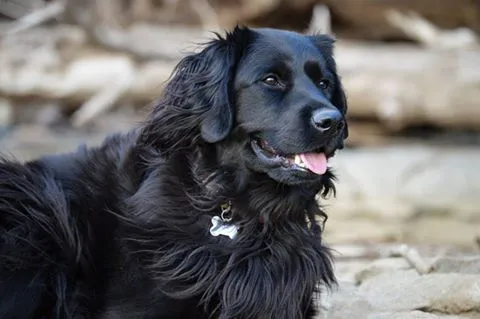 Long Haired Labrador