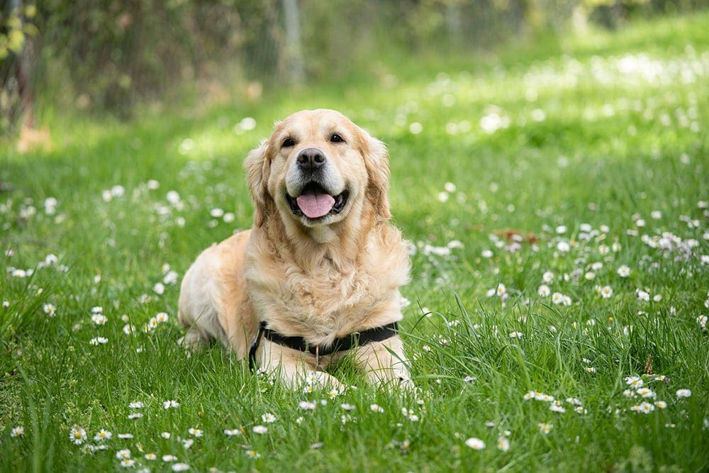 Long Haired Labrador