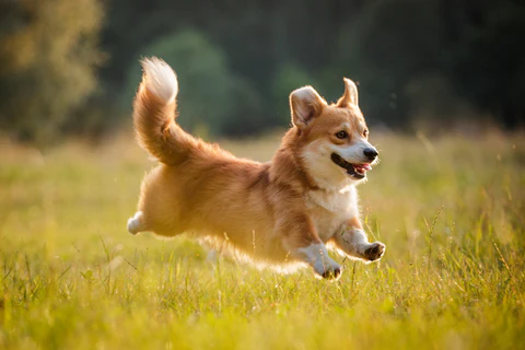 Pembroke Welsh Corgi