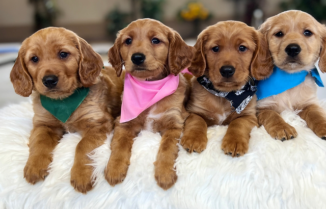 Golden Retriever Smaller