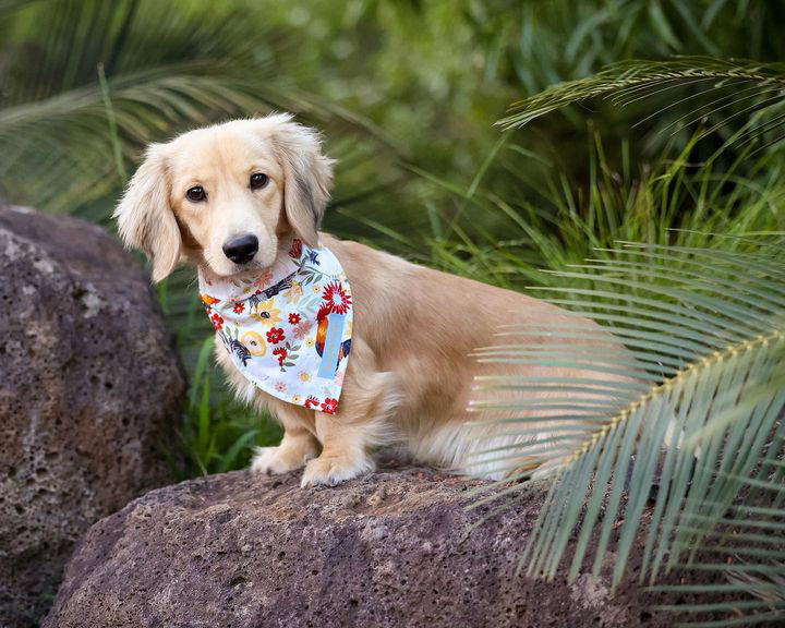 Golden Retriever Smaller