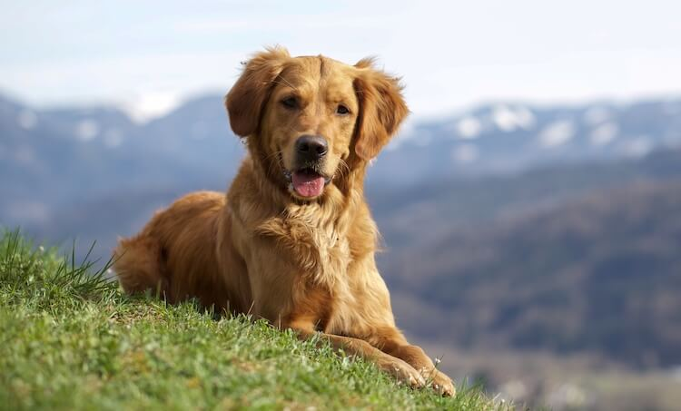 Golden Retriever Smaller