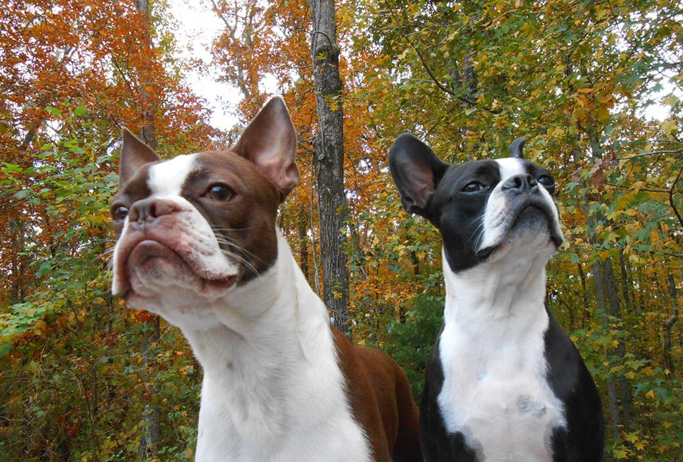 Coloured Boston Terriers