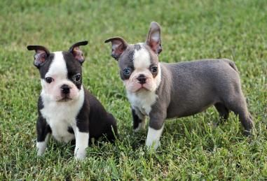 Coloured Boston Terriers