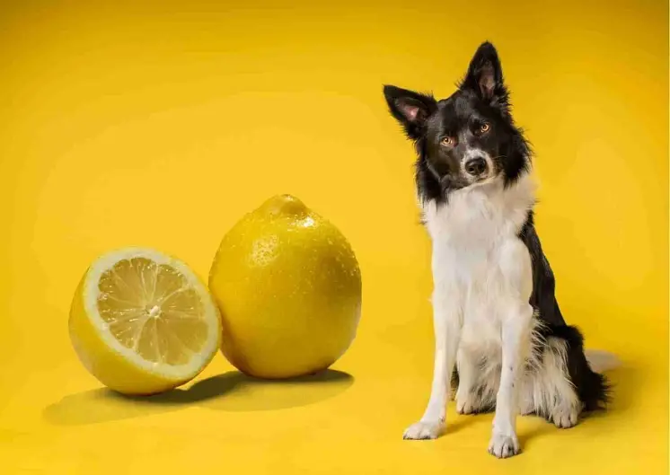 Can Dogs Have Lemon Water?